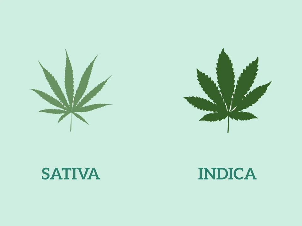 Know Your Cannabis: Eight Differences Between Indica and Sativa