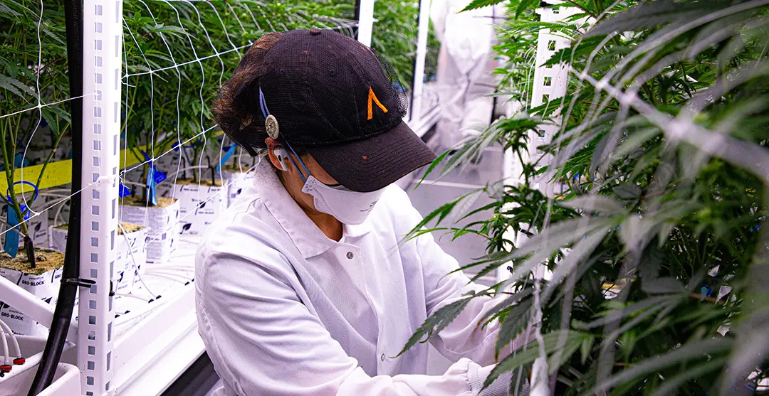 Croptober Cultivator Interview – Irene Villanueva of CAMP